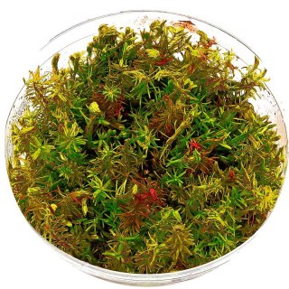 Eco Plant - Rotala Wallichii - InVitro mały kubek