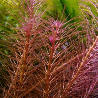 Eco Plant - Rotala Wallichii - InVitro mały kubek