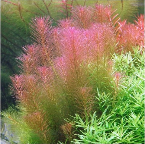 Eco Plant - Rotala Wallichii - InVitro mały kubek