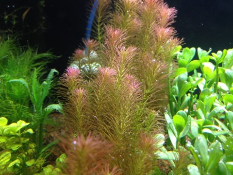 Eco Plant - Rotala Wallichii - InVitro mały kubek