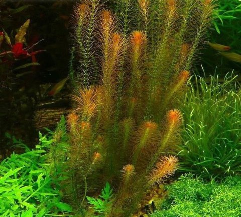 Eco Plant - Rotala Wallichii - InVitro mały kubek