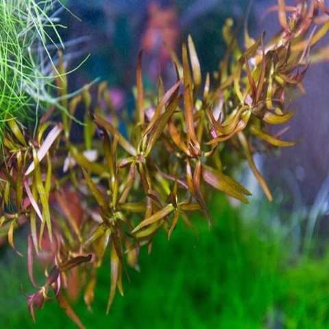 Eco Plant - roślina invitro mini kubek - Ludwigia brevipes