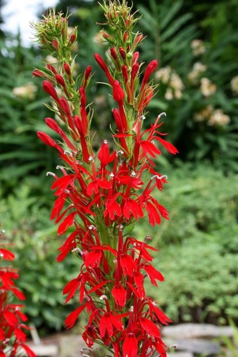 Eco Plant - roślinka invitro mini kubek - Lobelia Mini