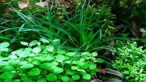 Eco Plant - roślinka invitro mini kubek - Lobelia Mini