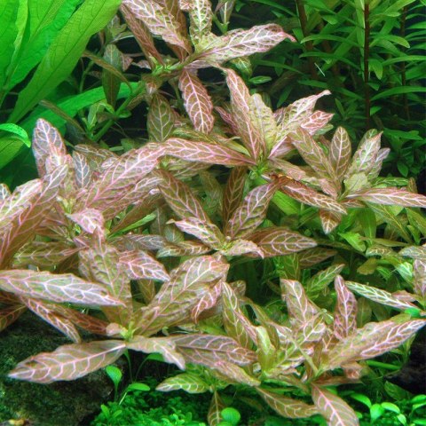 Roślina Invitro kubek mini - hygrophila polysperma sunset