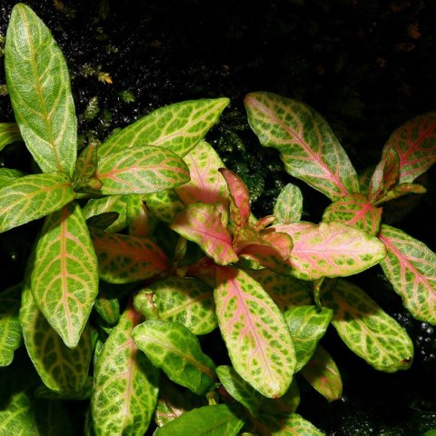 Roślina Invitro kubek mini - hygrophila polysperma sunset