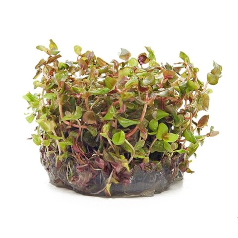 Roślina Invitro kubek mini - rotala macandra