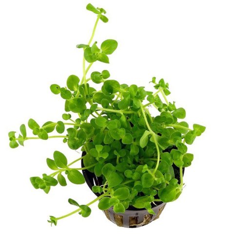 Roślina invitro mini kubek - Bacopa australis