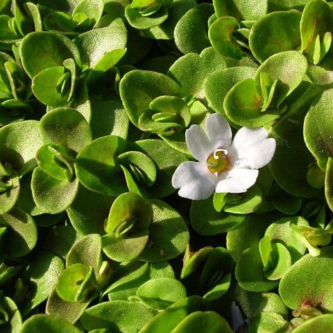 Roślina invitro mini kubek - Bacopa australis