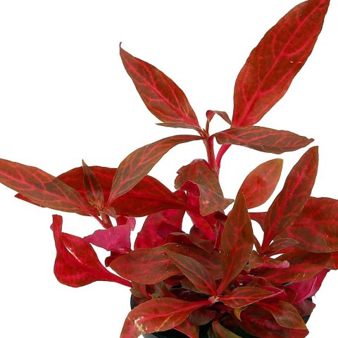 Eco Plant - Alternanthera Reineckii Variegated- invitro mały kubek