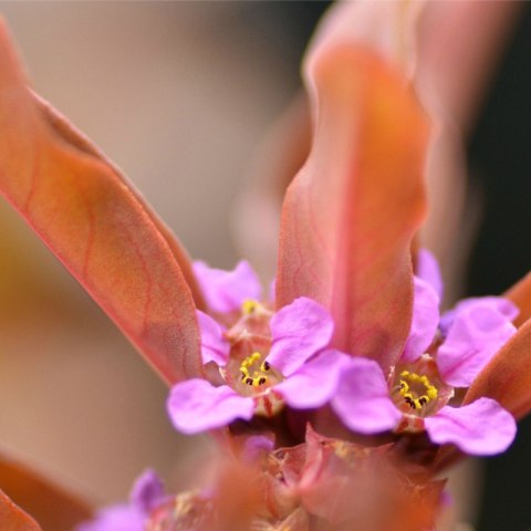 Eco Plant - Ammania gracilis - roślina invitro mały kubek