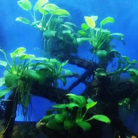 Eco Plant - Anubias Heterophylla - Invitro mały kubek