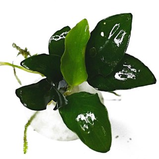 Eco Plant - Anubias Nana Bonsai - Invitro mały kubek