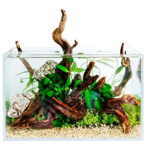 Eco Plant - Anubias Nana Bonsai - Invitro mały kubek