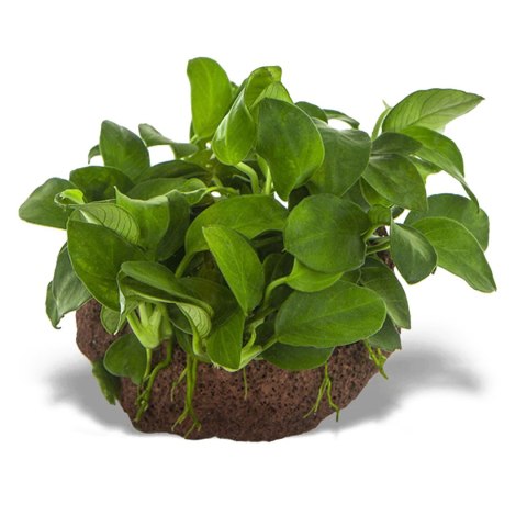 Eco Plant - Anubias Nana Bonsai - Invitro mały kubek