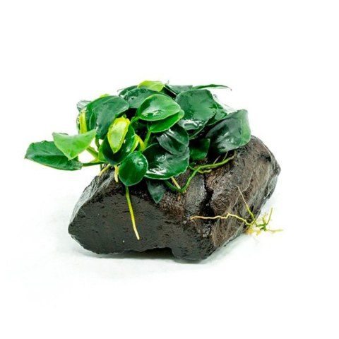 Eco Plant - Anubias Nana Bonsai - Invitro mały kubek