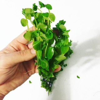 Eco Plant - Bacopa Monnieri- InVitro mały kubek