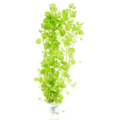 Eco Plant - Bacopa Monnieri- InVitro mały kubek