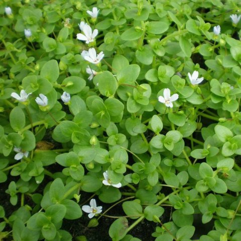 Eco Plant - Bacopa Monnieri- InVitro mały kubek