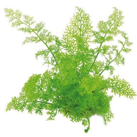 Eco Plant - Ceratopteris Thalictroides Fein - Invitro mały kubek