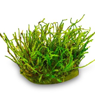 Eco Plant - Creeping Moss - InVitro mały kubek