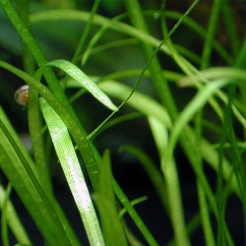 Eco Plant - Echinodorus Magdalensis - InVitro mały kubek