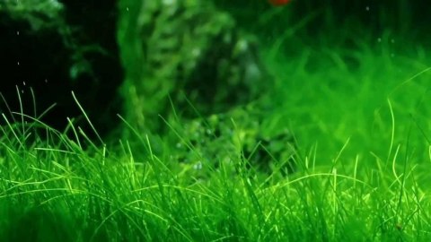 Eco Plant - Eleocharis Acicularis - InVitro mały kubek