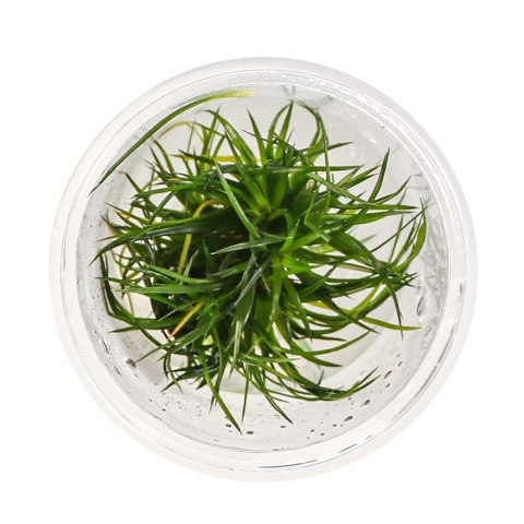 Eco Plant - Eriocaulon Cinereum - InVitro mały kubek