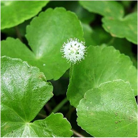 Eco Plant - Hydrocotyle Leucocephala - roślina invitro mały kubek