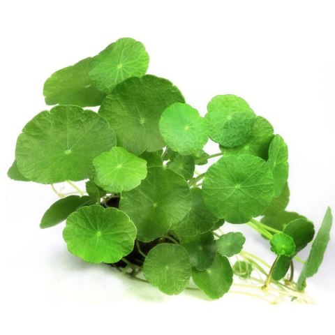 Eco Plant - Hydrocotyle verticillata - InVitro mały kubek