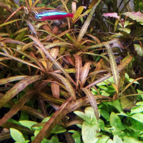 Eco Plant - Hygrophila 'Tiger' - Invitro mały kubek