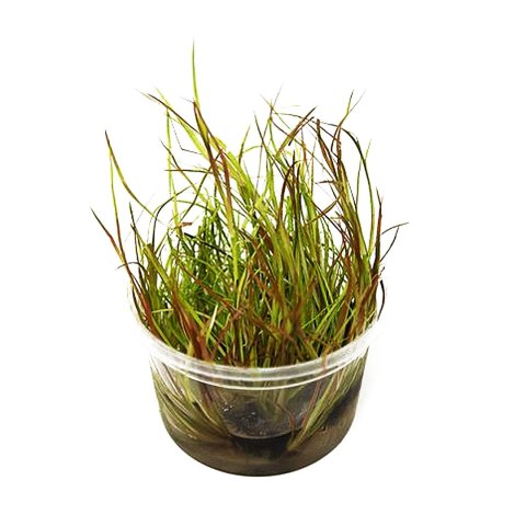 Eco Plant - Juncus Repens - InVitro mały kubek