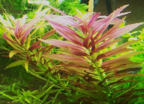 Eco Plant - Limnophila Hippuroides - Invitro mały kubek