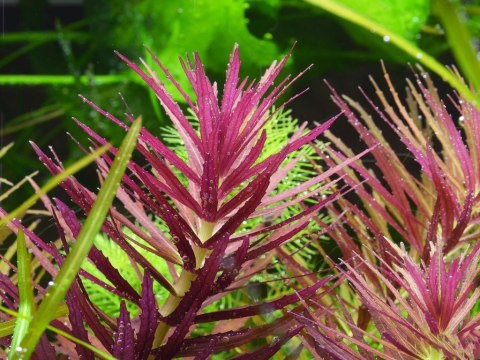 Eco Plant - Limnophila Hippuroides - Invitro mały kubek