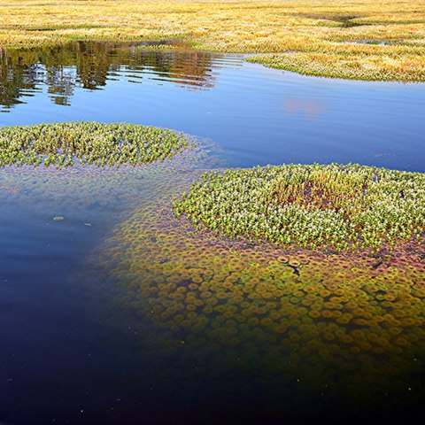 Eco Plant - Limnophila Sessiliflora - Invitro mały kubek