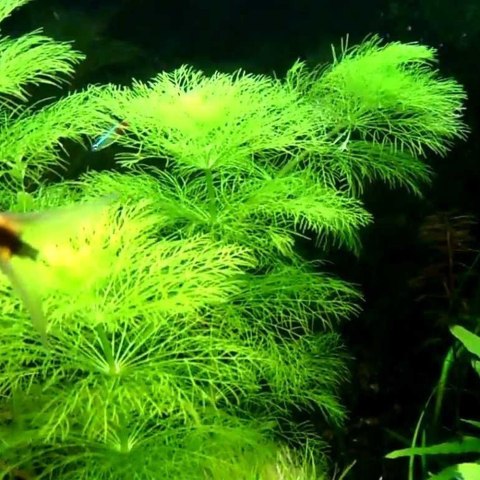 Eco Plant - Limnophila Sessiliflora - Invitro mały kubek