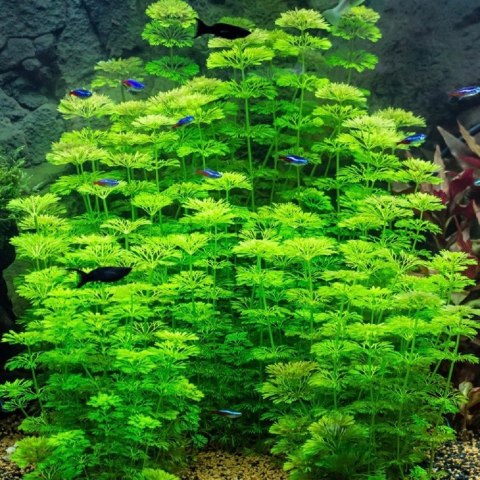 Eco Plant - Limnophila Sessiliflora - Invitro mały kubek