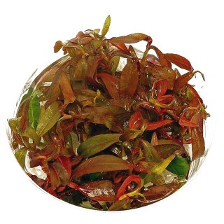 Eco Plant - Ludwigia Dark Orange - Invitro mały kubek