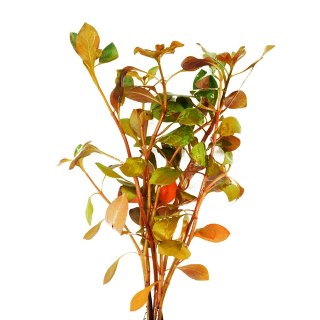 Eco Plant - Ludwigia Dark Orange - Invitro mały kubek