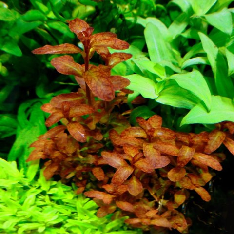 Eco Plant - Ludwigia Dark Orange - Invitro mały kubek