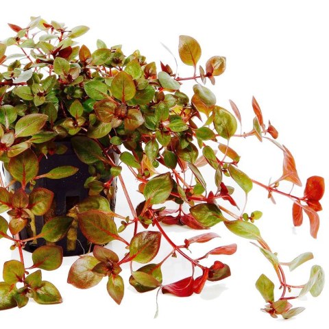 Eco Plant - Ludwigia Super Mini Red - invitro mały kubek