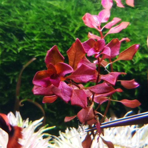 Eco Plant - Ludwigia Super Mini Red - invitro mały kubek