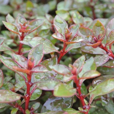 Eco Plant - Ludwigia Super Mini Red - invitro mały kubek