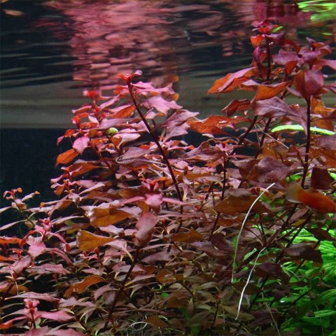 Eco Plant - Ludwigia Super Mini Red - invitro mały kubek