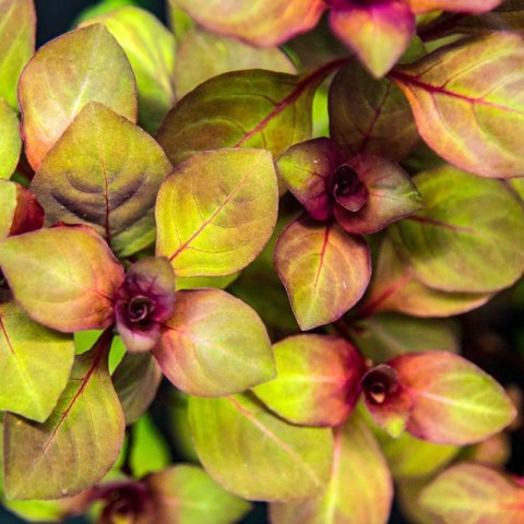 Eco Plant - Ludwigia Super Mini Red - invitro mały kubek