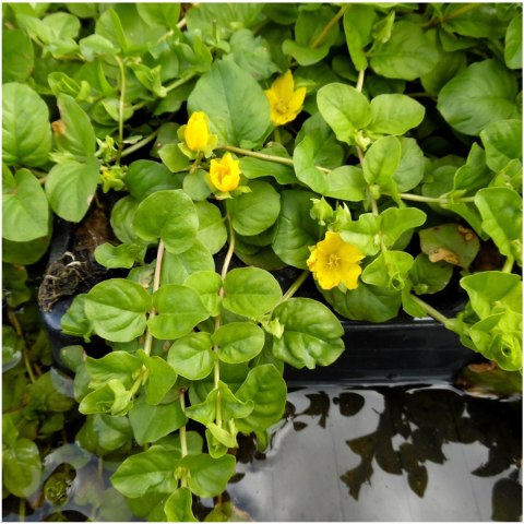 Eco Plant - Lysimachia nummularia - InVitro mały kubek