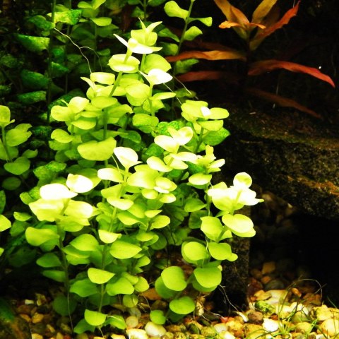 Eco Plant - Lysimachia nummularia - InVitro mały kubek