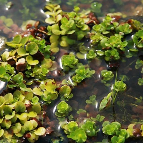 Eco Plant - Lysimachia nummularia - InVitro mały kubek