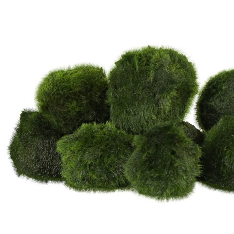 Eco Plant Marimo Ball Moss - gałęzatka 2 - 4cm