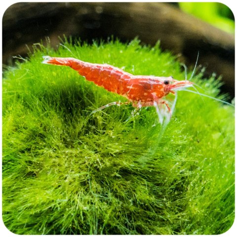 Eco Plant Marimo Ball Moss - gałęzatka 2 - 4cm